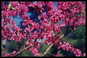 Cercis chinensis