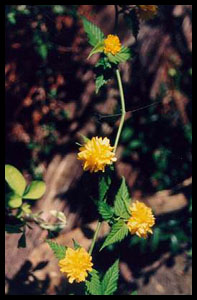 Kerria japonica
